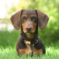 AirTag Dog Collar for Small Medium Large Breed - Adjustable Cute Pattern Dog Collar with Airtag Holder - Soft Leather Tracker GPS Apple Air Tag Pet Collars (Small, 12"-15" Neck Fit, Navajo)