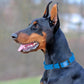 Dogline Biothane Waterproof Dog Collar Strong Coated Nylon Webbing with Black Hardware Odor- Proof for Easy Care Easy to Clean High Performance Fits Small Medium or Large Dogs, Cerulean Blue