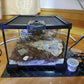 Mini Reptile Glass Terrarium Tank, cage for Tarantula Sling Geckos, Frog, Lizards, Chameleons,Turtles Snake Snail Insect Hermit Crab Isopods Reptiles Enclosure (7.9x7.9x5.7inch)