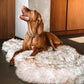 IHAPPYDOG Luxury Faux Fur Orthopedic Dog Bed, Memory Foam Dog Bed for Small, Medium, Large and XL Pets, Fluffy Pet Bed with Waterproof and Washable Cover (White w/Brown Tips, 60"x35")