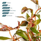 Live Plants - Alternanthera reineckii ‘Mini’ - Bright Red to Pink Foreground Stem Plant for High Light, CO₂ Aquascaping, Compact Growth Red, Pink, Purple Accent - Lead Bunch