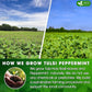 FreshDrinkUS, Premium Tulsi Peppermint Herbal Tea – 55 Tea Bags, 100% Natural, Blend of Tulsi Holy Basil Leaves, and Peppermint Leaves. Made with Natural Material Tea Bags. No Sugar, Vegan.