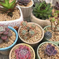 10 lbs Maifanitum Stones for Succulent,1/4 Inch Decorative Rocks for Indoor Plants, Bonsai, Soil Cover. Small Stones for Water Drainage and Plant Growth