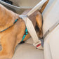 PetSafe 3 in 1 Dog Harness - No Pull Solution for Dogs - Reflective Dog Harness - Front D-Ring Clip Helps Stop Pulling - Comfortable Padded Straps - Top Handle Enhances Control - Teal - Extra Small