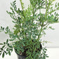 ruda rue Full Plant with Root, GREEN