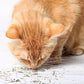 Purple Haze Catnip, Premium Blend Safe for Cats, Infused with Maximum Potency Your Kitty is Sure to Go Crazy for (1 Cup)