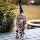 Flea and Tick Collar for Cats. Offers 4 * 6 Months of Protection. Made from Quality Essential Oils. Waterproof and Natural. Protects Kittens. Free Flea Comb and Tick Tweezers. (4 Pack - 13.8 inches)