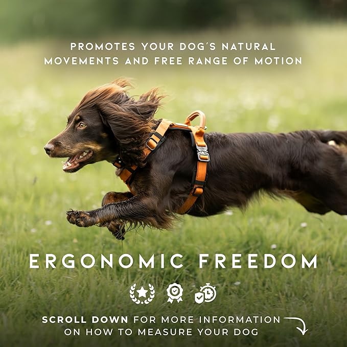 MADE TO ROAM Premium Explorer Harness - Y-Shaped Dog Harness with Adjustable Durable Nylon, Soft Padding, Metal Buckles and Leather Handle for Small, Medium, Large Dogs (Montana Moonrise, Size 1)