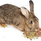 Herbal Calming Forage (2 Ounces): Premium Rabbit Food, Hay for Guinea Pigs Food, Chinchilla Food, Hamster Treat Made with Timothy Hay & Organic Herbs (2 Ounces)