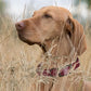 Dogline Biothane Waterproof Dog Collar Strong Coated Nylon Webbing with Black Hardware Odor- Proof for Easy Care Easy to Clean High Performance Fits Small Medium or Large Dogs, Merlot Burgundy