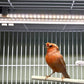 HappyBird Lightning (A Divison of M&M Cage) 8" LED linkable Light bar Without Power Source for Multiple Bird Breeder Cages, Full Spectrum LED. Will NOT Run ON ITS OWN (Single)