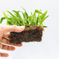 Java Fern Live Aquarium Plants – Windelov, Narrow Leaf & More– Easy Aquascaping Plants for Freshwater Tanks, Low Light, No CO₂ (Java Fern Narrow Leaf Mat)