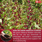FreshDrinkUS Premium 40 Hibiscus Tea Bags, 100% Natural, Pure Hibiscus, Loose Flower Herbal Tea. No Sugar, No Caffeine, No Gluten, Vegan