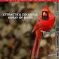 CountryMax Backyard Seeds Songbird Blend Wild Bird Seed – 50 lb Bag – Premium Mix with Sunflower Seeds, Safflower, Peanuts, Millet – Attracts Cardinals, Finches, Chickadees, and More