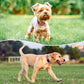 Reflective Dog Collar Padded with Soft Neoprene Breathable Quick Release Basic Dog Collars for Puppy Small Dogs Hot Pink