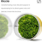 Riccia fluitans in Vitro Tissue Culture Small Cup