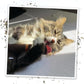 Meowijuana | Catnip Filled Cigar Toy | Promotes Play and Cat Health | Includes Organic Catnip Grown in North America | Feline and Cat Lover Approved