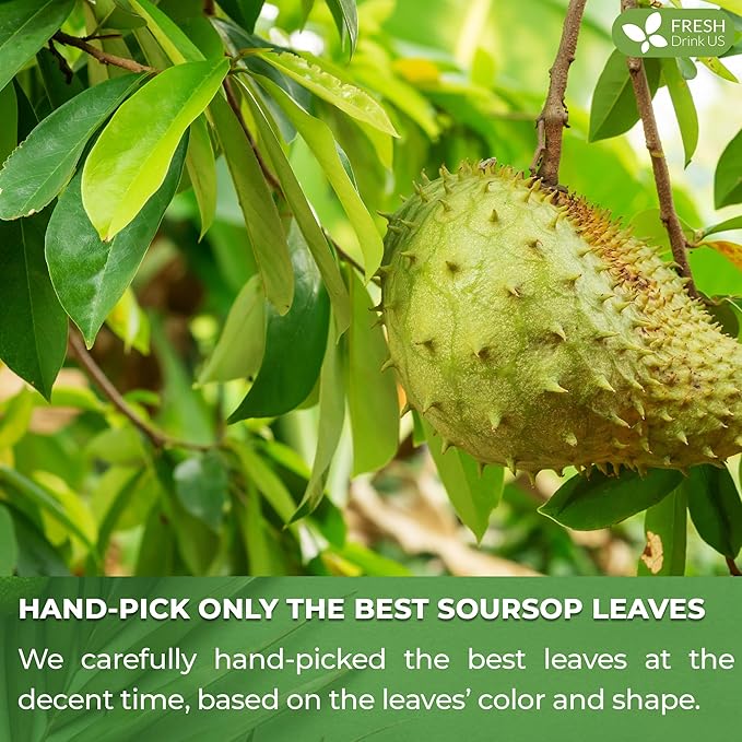 FreshDrinkUS, Premium 33 Soursop Graviola Leaf Tea Bags, 100% Natural & Pure from Soursop Leaves, Hoja Guanabana Herbal Tea. Made with Natural Material Tea Bags. No Sugar, No Caffeine, Vegan.