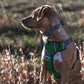 Embark Adventure Dog Harness, Reflective Trim No Pull Dog Harnesses for Small Sized Dogs - Military Grade Nylon, Front Clip with Gel Lined Handle.