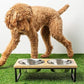 Mango Wood Dog Bowl Stand - Elevated Pet Feeder with 2 Stainless Steel Bowls - Raised Food and Water Dish Set for Dogs and Cats, Available in 4 Sizes, Pet Dining Station, Large/48oz