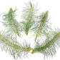 Air Plants - Colombian Tillandsia Funckiana, Large 5" - 5ct - Live Arrival Guaranteed - House Plants for Home Decor & Gift