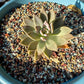 15lb Mix Horticultural Lava Rock Pebbles Pumice Potting Soil Amendment Succulent Cactus Bonsai Gritty Rock Decorative Gravel Plant Drainage Volcanic Rock for Aquarium Fairy Gardening Top Dressing