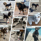 Dog Shoes for Large Dogs, Anti-Slip Dog Boots for Winter Snow, Hot Pavement, Dog Booties & Paw Protectors Pink Size 8