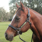 Leather Halter for Horses with Customized Engraved Name Plate Option Halter for Horse | Brown/Brass, Padded Halter (Blue or Green) Black/Brass, Black/Chrome Options