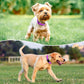 Reflective Dog Collar Padded with Soft Neoprene Breathable Quick Release Basic Dog Collars for Puppy Small Dogs Dark Magenta