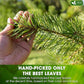 FreshDrinkUS, Pine Needle Tea Bags – 135 Tea Bags, Naturally Caffeine-Free, Refreshing Herbal Tea, Wild-Harvested Pine Leaves, Aromatic and Soothing – Non-GMO & Eco-Friendly Packaging