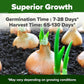 HOME GROWN 𝗨𝗦𝗔 𝗣𝗥𝗘𝗠𝗜𝗨𝗠 8 Onion Seeds for Planting – 1,600 Heirloom 𝗡𝗢𝗡-𝗚𝗠𝗢 Vegetable Seeds – Grow Sweet, Yellow, Red, Spanish, Green & Vidalia Onions in Outdoor or Indoor Home Garden