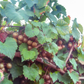 Grape 'Carlos' (Vitis rotundifolia 'Carlos')