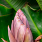 Banana 'Dwarf Cavendish' (Musa acuminata)