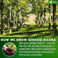 FreshDrinkUS, Premium 30 Ginkgo Biloba Leaf Tea Bags, 100% Natural & Pure from Ginkgo Biloba Leaves. Loose Leaf Herbal Tea. Made with Eco-Conscious Tea Bags. No Sugar, No Caffeine, No Gluten, Vegan.