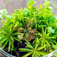 Ultum Nature Systems Downoi Pogostemon Helferi Tissue Culture Live Plant for Aquarium, Aquascape, Freshwater Fish Tanks - 100% Snail Free in Vitro