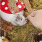 Niteangel Small Animal Snack & Treats - Small Critter Natural Treat for Dwarf Syrian Hamsters Gerbils Mice Sugar Glider Hedgehogs Chickens Birds (Freeze-Dried Dubia)