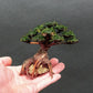 Live Aquarium Plants on Driftwood, Lava Rock, Moss, Fiber Mat - Freshwater Fish Tanks - Easy, Beginner Friendly (Moss on Bonsai Tree, (Small))