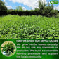 FreshDrinkUS, Premium 75 Nettle Leaf Tea Bags, 100% Natural & Pure from Nettle Leaves. Loose Leaf Nettle Herbal Tea. Nettle Leaf Tea. No Sugar, No Caffeine, No Gluten, Vegan.