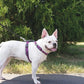 PetSafe 3 in 1 Dog Harness - No Pull Solution for Dogs - Reflective Dog Harness - Front D-Ring Clip Helps Stop Pulling - Comfortable Padded Straps - Top Handle Enhances Control - Plum - Medium