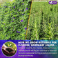 FreshDrinkUS, Clarity Calm Butterfly Pea Flower Tea – 60 Tea Bags Herbal Blend of Butterfly Pea Flower, Rosemary, Moringa, Lemongrass & Licorice Root – Caffeine-Free. Sugar-Free. Gluten-Free. Vegan