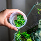 Ultum Nature Systems Staurogyne Repens Tissue Culture Live Plant for Aquarium, Aquascape, Freshwater Fish Tanks - 100% Snail Free in Vitro