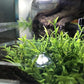 BEGONDIS Aquarium Decorations Fish Tank Artificial Green Water Plants Made of Soft Plastic
