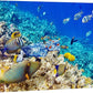 wall26 Canvas Print Wall Art Underwater Neon Blue Teal Ocean Water Fish Nature Animals Photography Realism Rustic Scenic Landscape Wilderness Earth for Living Room, Bedroom, Office - 24"x36"