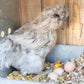 Pampered Chicken Mama Floral Nesting Herbs for Chickens (16 Ounces/1 Pound) | Relaxation Blend for Chick Brooder Box, Chicken Coop Bedding | Scent of Spring