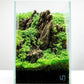 Ultum Nature Systems Dwarf Baby Tears Hemianthus Callitrichoides Cuba Tissue Culture Live Plant for Aquarium, Aquascape, Planted Freshwater Fish Tanks - 100% Snail Free in Vitro