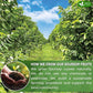 FreshDrinkUS, 40 Premium Soursop Graviola Fruit Tea Bags, 100% Natural and Pure from Soursop Fruits, Made With Natural Materials-Corn Fiber Tea Bag, Sugar/Caffeine/Gluten Free, Hoja Guanabana Tea