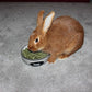 | Alfalfa Hay Food | Small Pet | Young and Adult | Pellets | 5 Pounds
