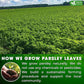 FreshDrinkUS, Premium 35 Parsley Leaf Tea Bags, 100% Natural & Pure from Parsley Leaves. Loose Leaf Parsley Herbal Tea. Made with Natural Material Tea Bags. No Sugar, No Caffeine, No Gluten, Vegan.