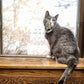 Fresh Digest Daily Digestive Aid and Immune Support for Cats