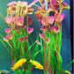 ALEGI Fish Tank Decorations Plastic Plants Large,Aquarium Artificial Plants Decoration Ornament Safe for All Fish-16 inch 2Pcs (Red 2 Pcs)